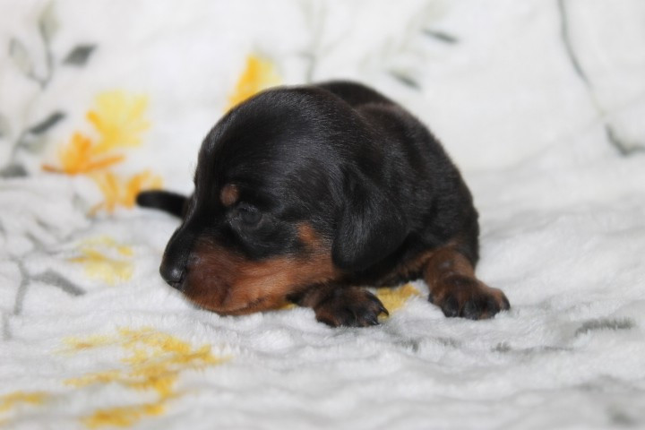 Des Joyaux De La Sambre - Chiots disponibles - Teckel poil ras