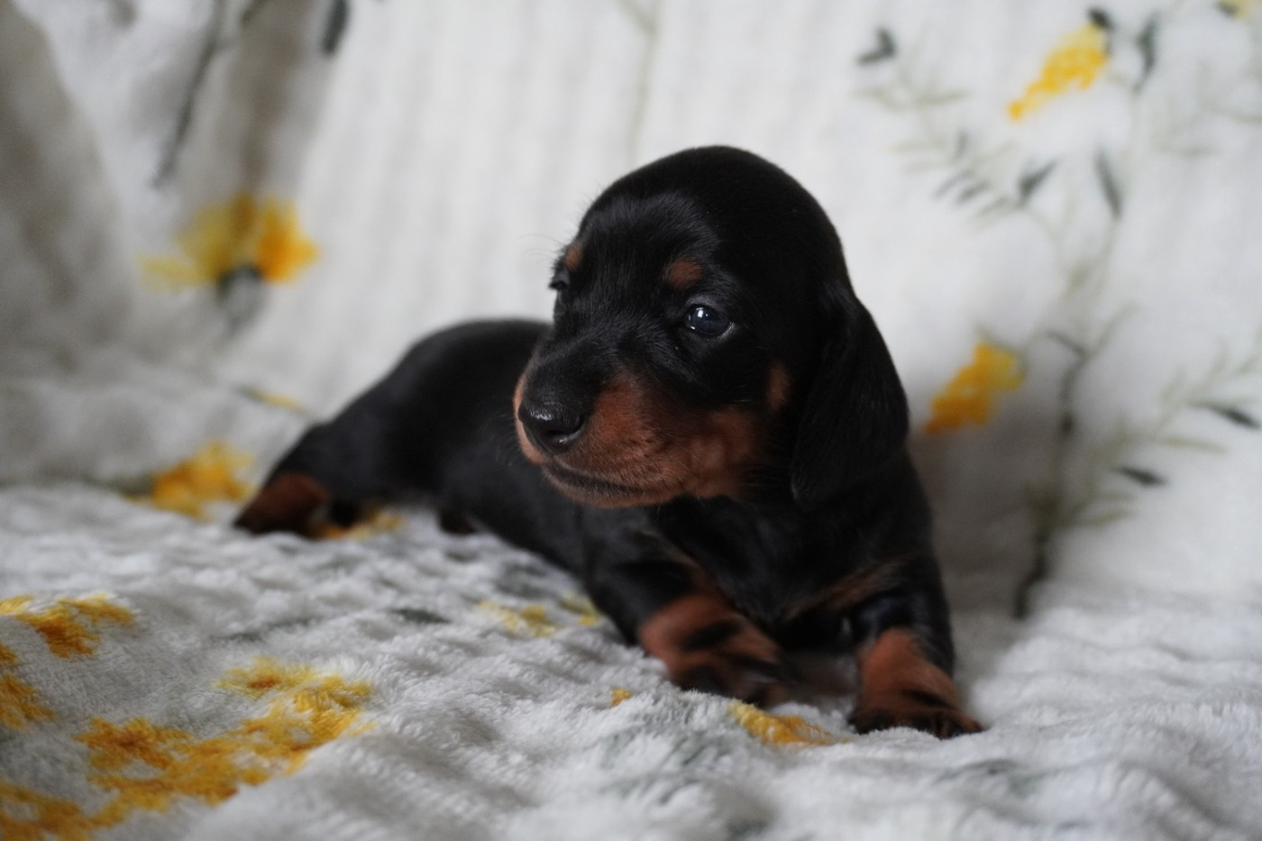 Des Joyaux De La Sambre - Chiots disponibles - Teckel poil ras