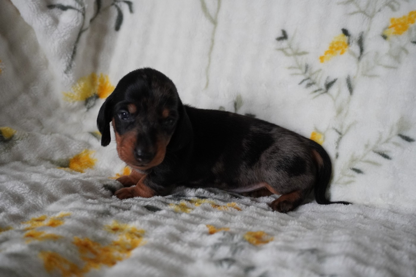 Des Joyaux De La Sambre - Chiots disponibles - Teckel poil ras