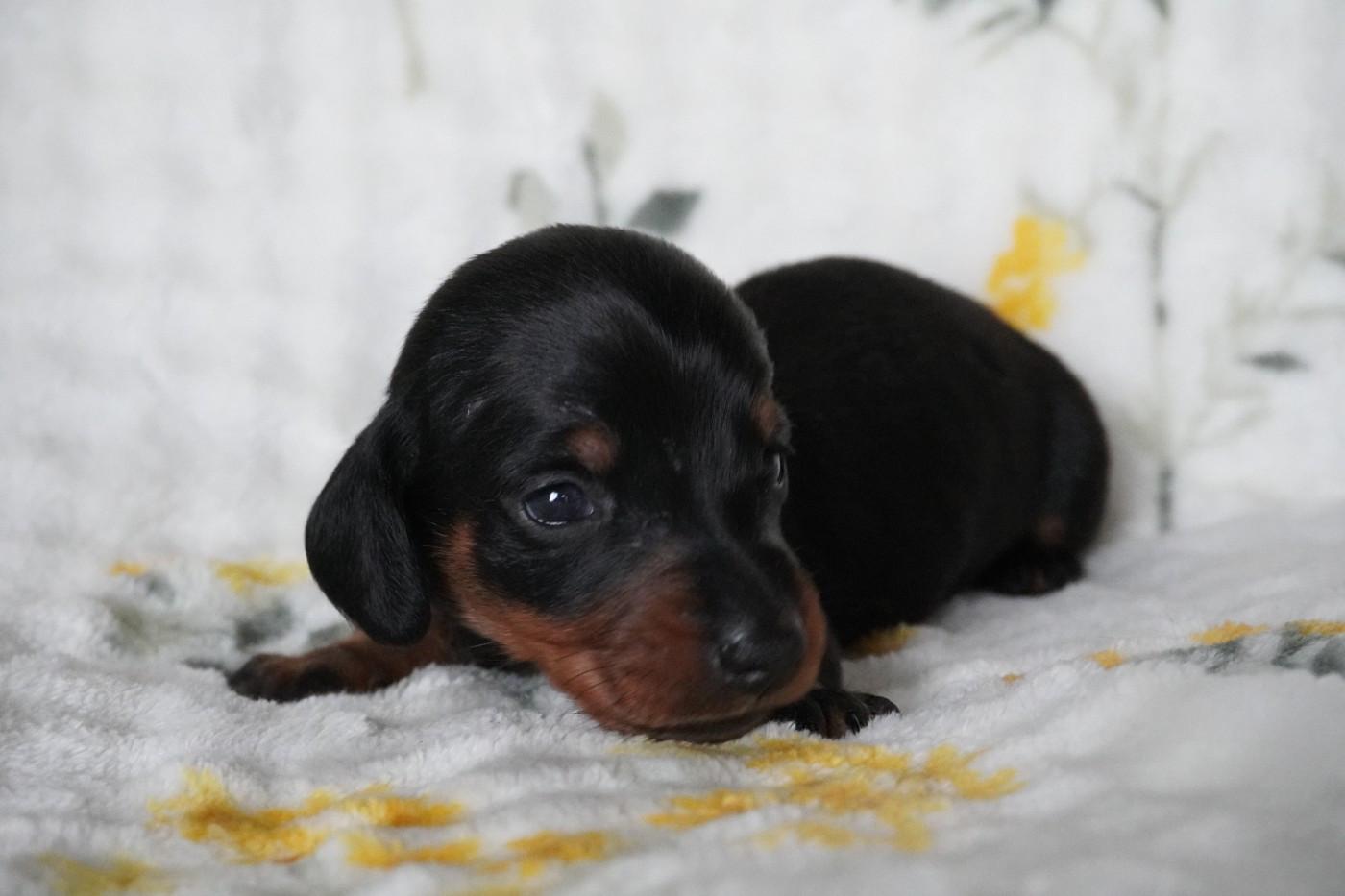 Des Joyaux De La Sambre - Chiots disponibles - Teckel poil ras