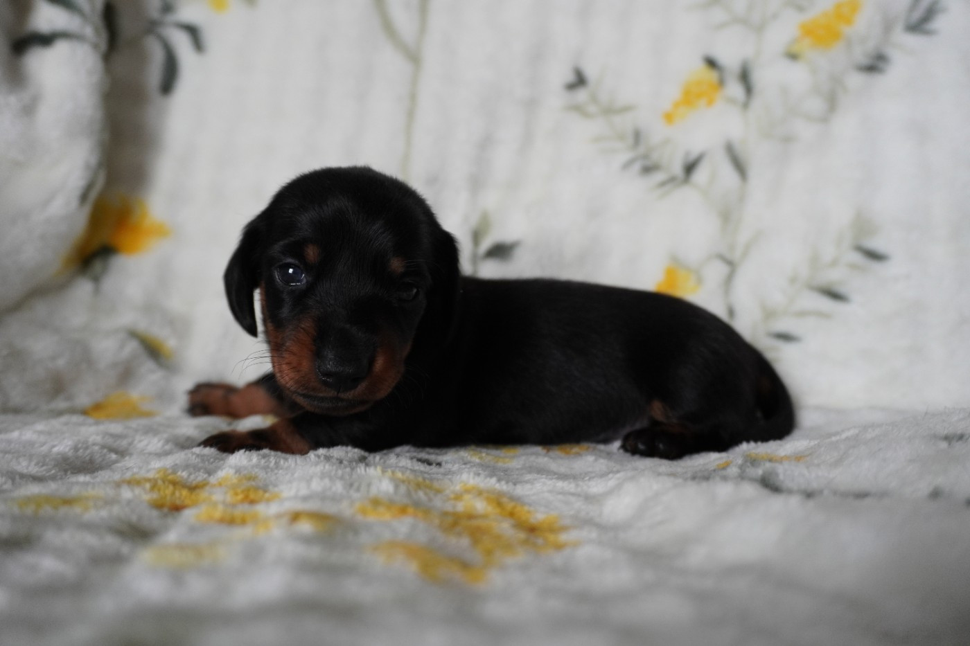 Des Joyaux De La Sambre - Chiots disponibles - Teckel poil ras