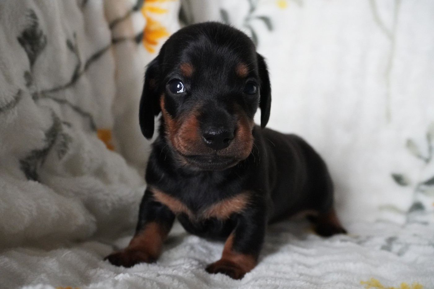Des Joyaux De La Sambre - Chiots disponibles - Teckel poil ras