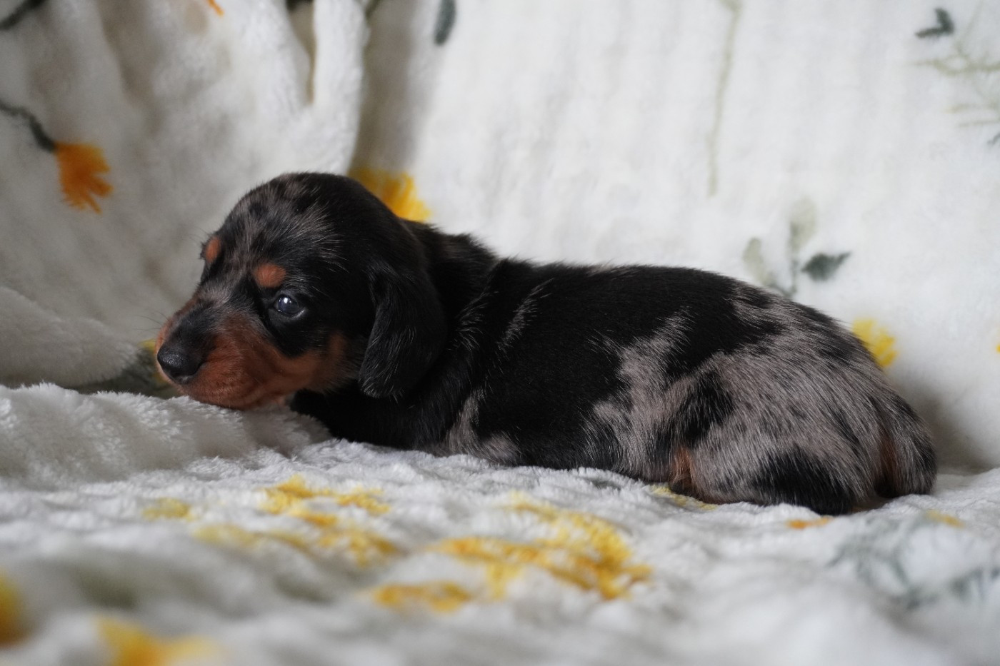 Des Joyaux De La Sambre - Chiots disponibles - Teckel poil ras