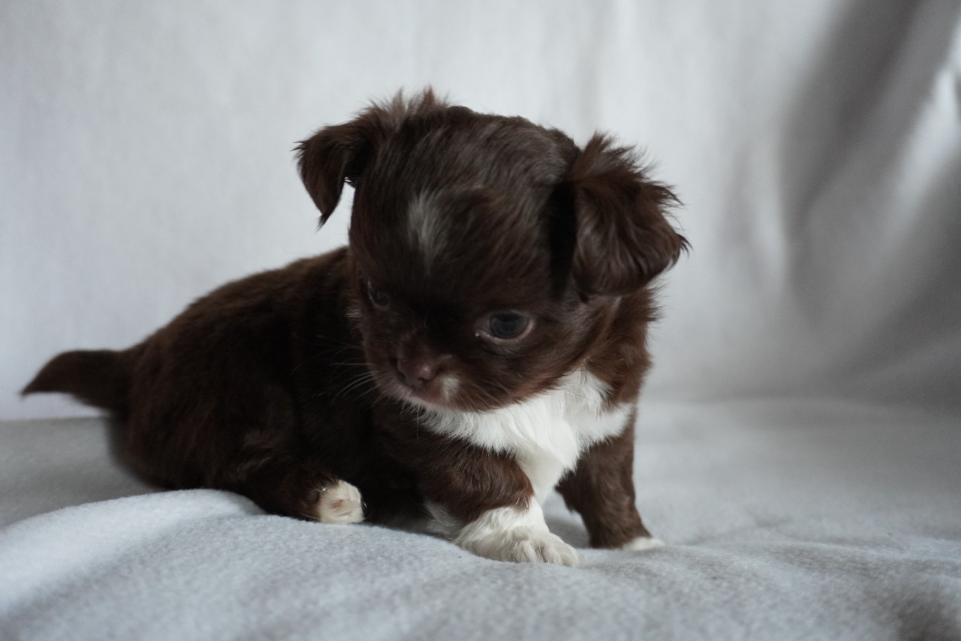 Des Joyaux De La Sambre - Chiots disponibles - Chihuahua