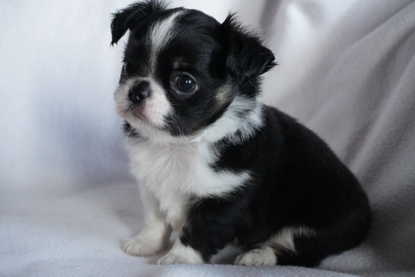 Des Joyaux De La Sambre - Chiots disponibles - Chihuahua