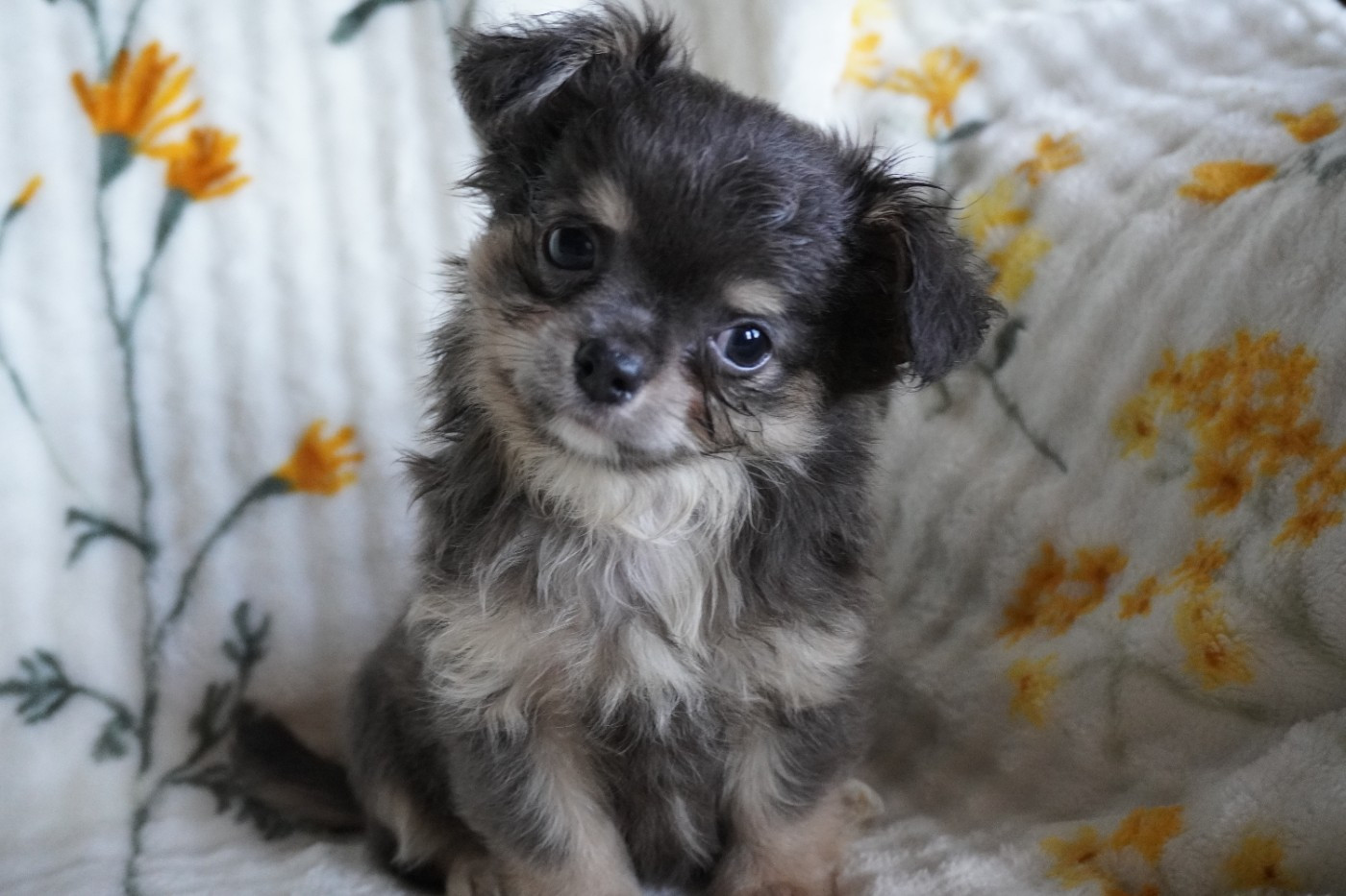 Des Joyaux De La Sambre - Chiots disponibles - Chihuahua