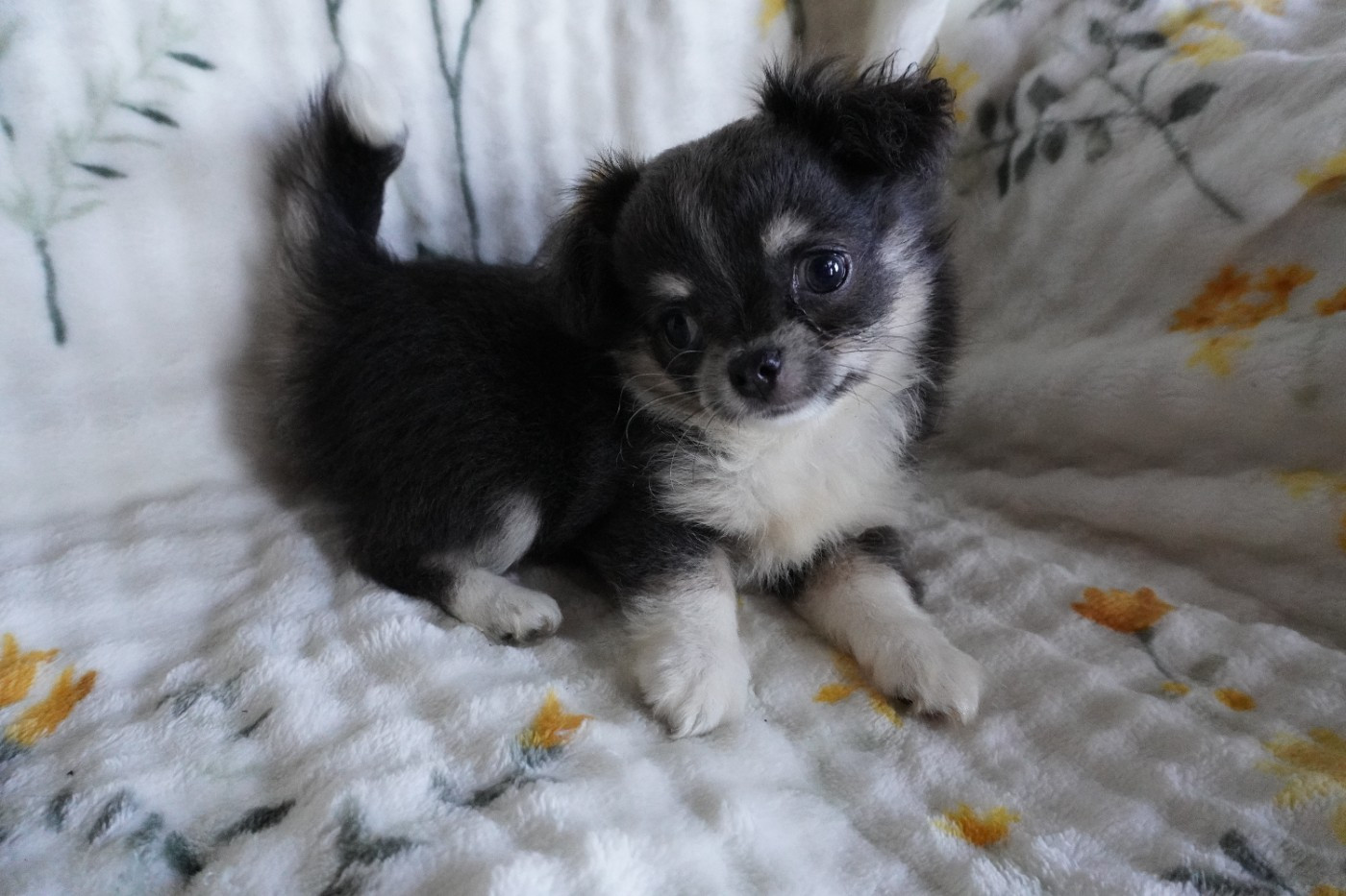 Des Joyaux De La Sambre - Chiots disponibles - Chihuahua