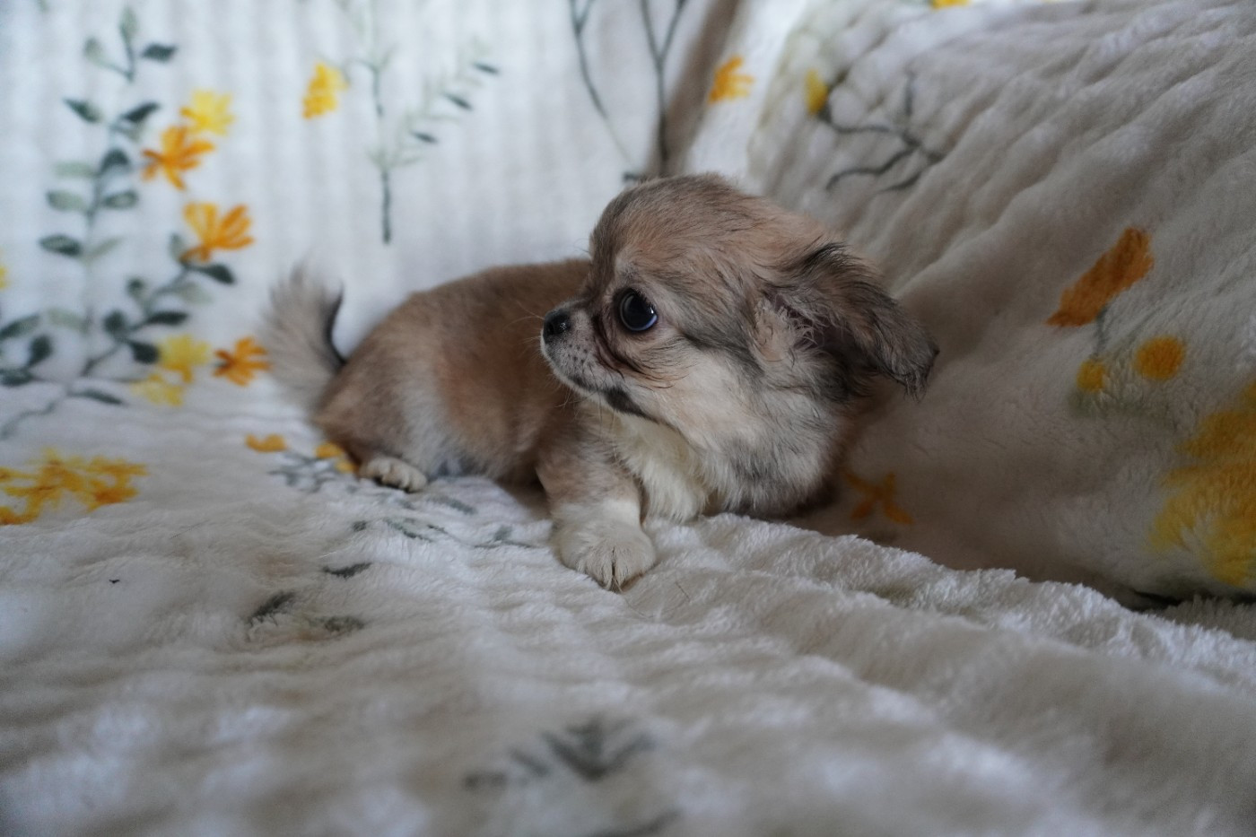 Des Joyaux De La Sambre - Chiots disponibles - Chihuahua