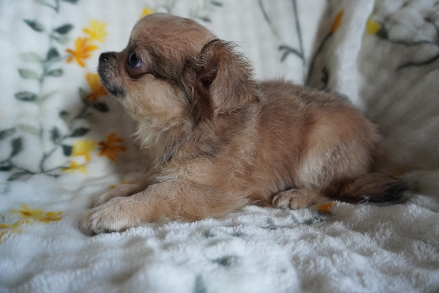 Des Joyaux De La Sambre - Chiots disponibles - Chihuahua