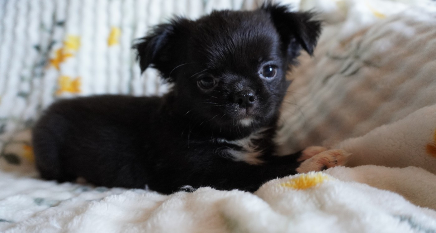 Des Joyaux De La Sambre - Chiots disponibles - Chihuahua