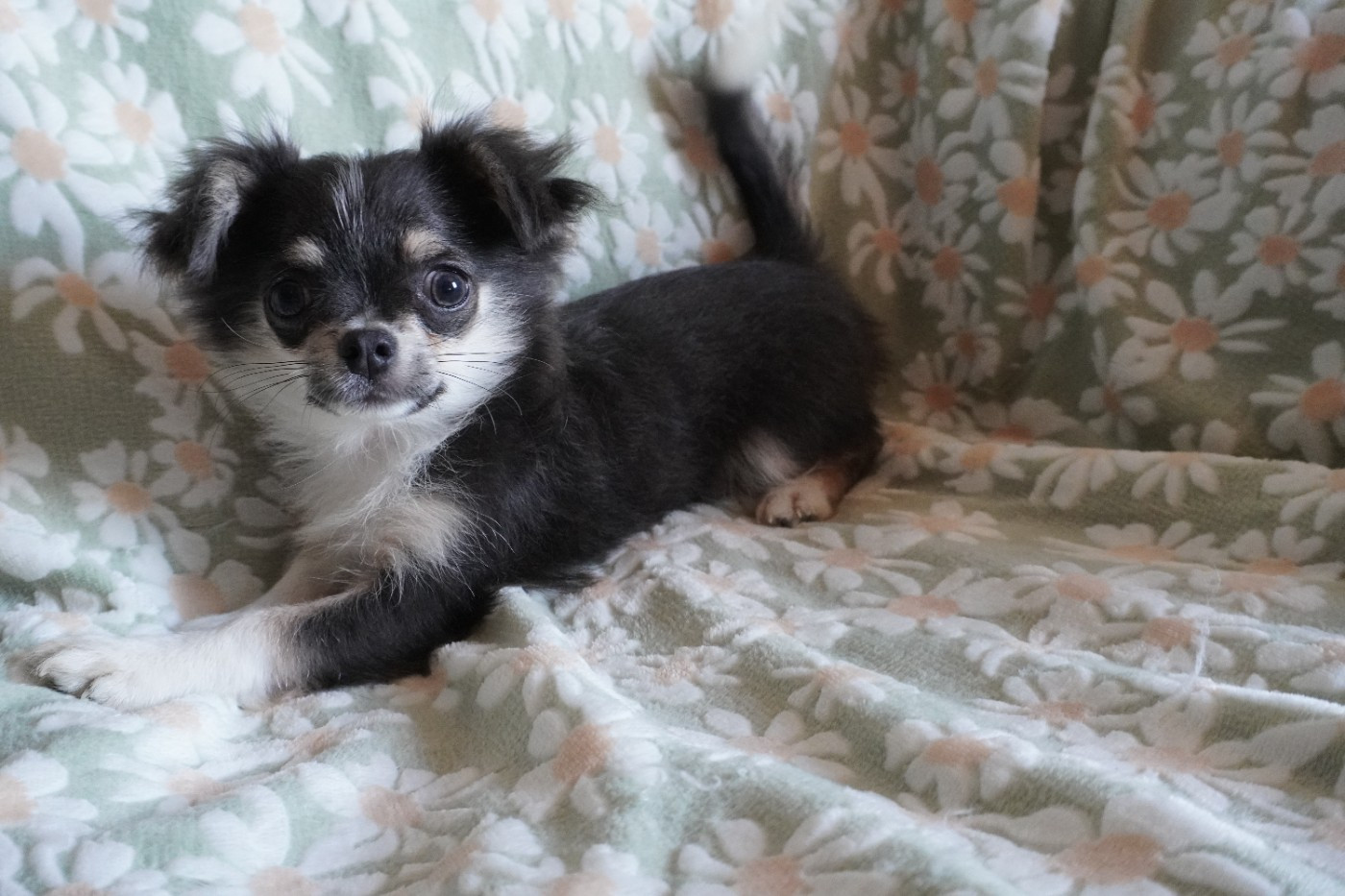 Des Joyaux De La Sambre - Chiots disponibles - Chihuahua