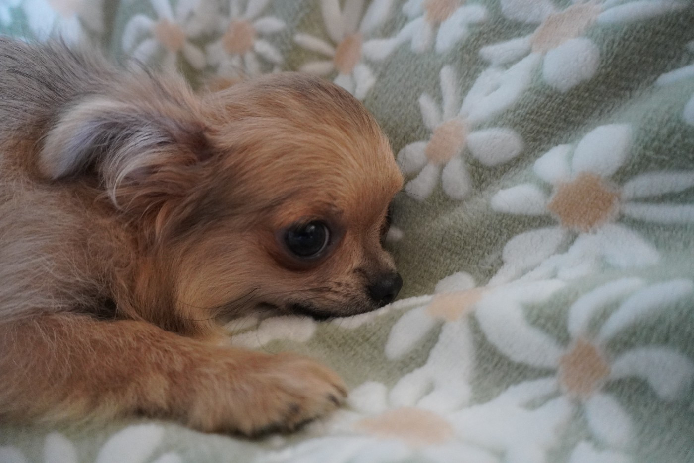 Des Joyaux De La Sambre - Chiots disponibles - Chihuahua