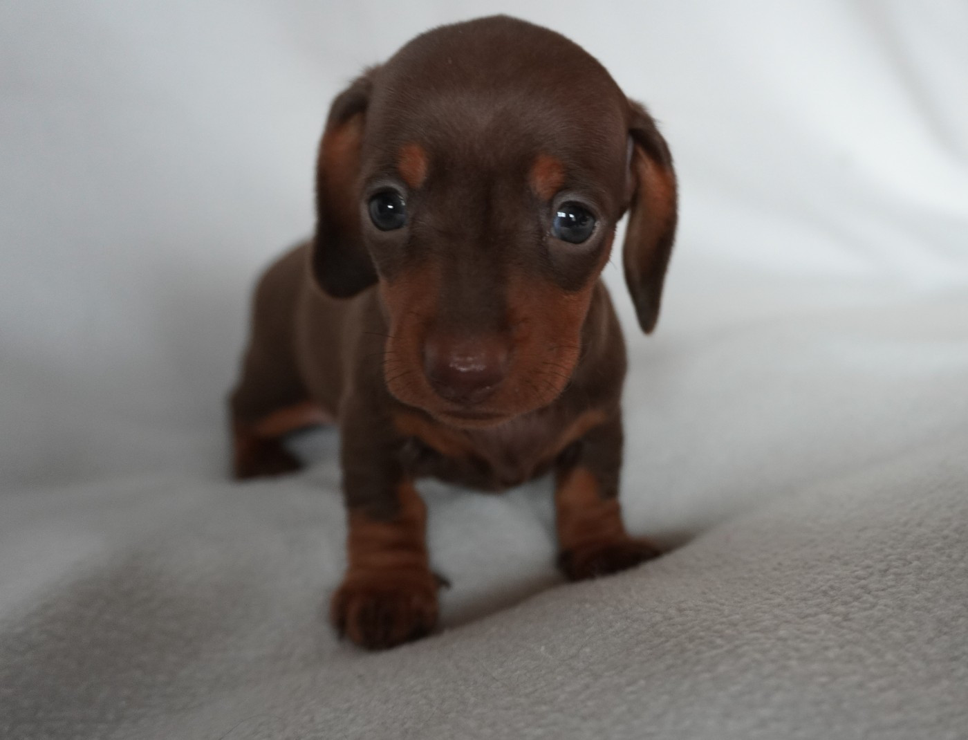 Des Joyaux De La Sambre - Chiots disponibles - Teckel poil ras