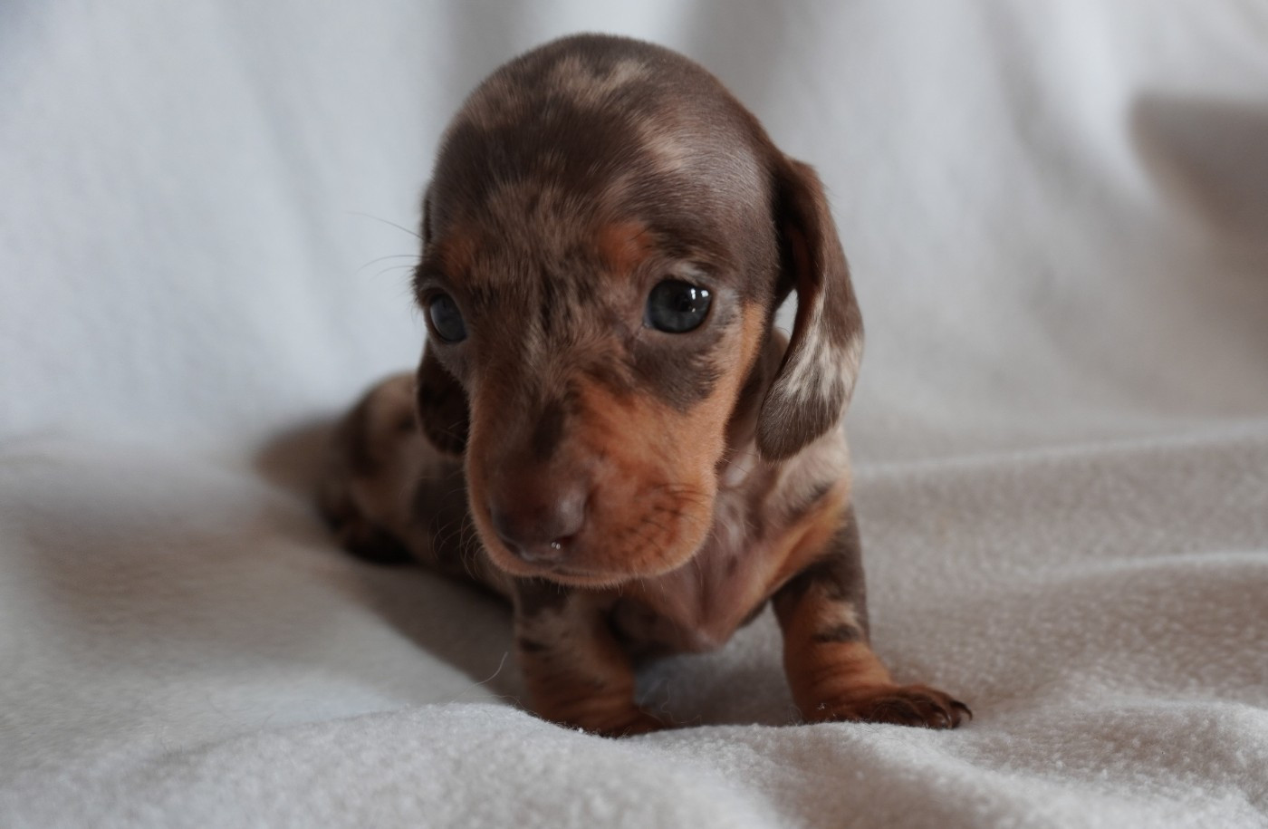 Des Joyaux De La Sambre - Chiots disponibles - Teckel poil ras