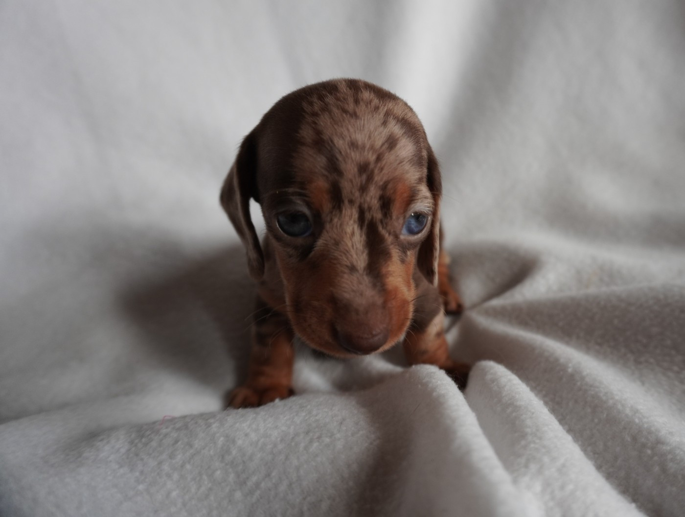 Des Joyaux De La Sambre - Chiots disponibles - Teckel poil ras