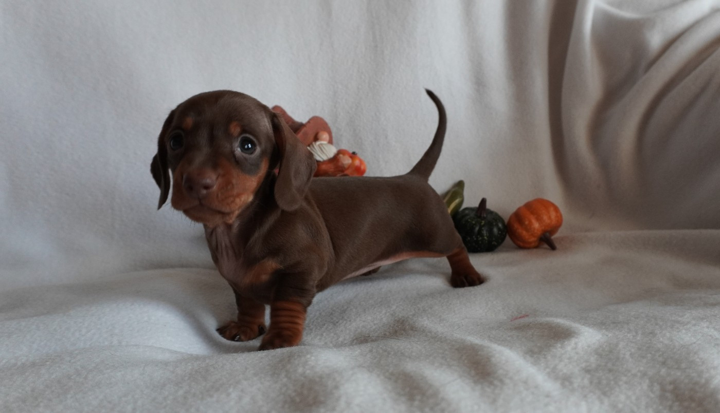 Des Joyaux De La Sambre - Chiots disponibles - Teckel poil ras