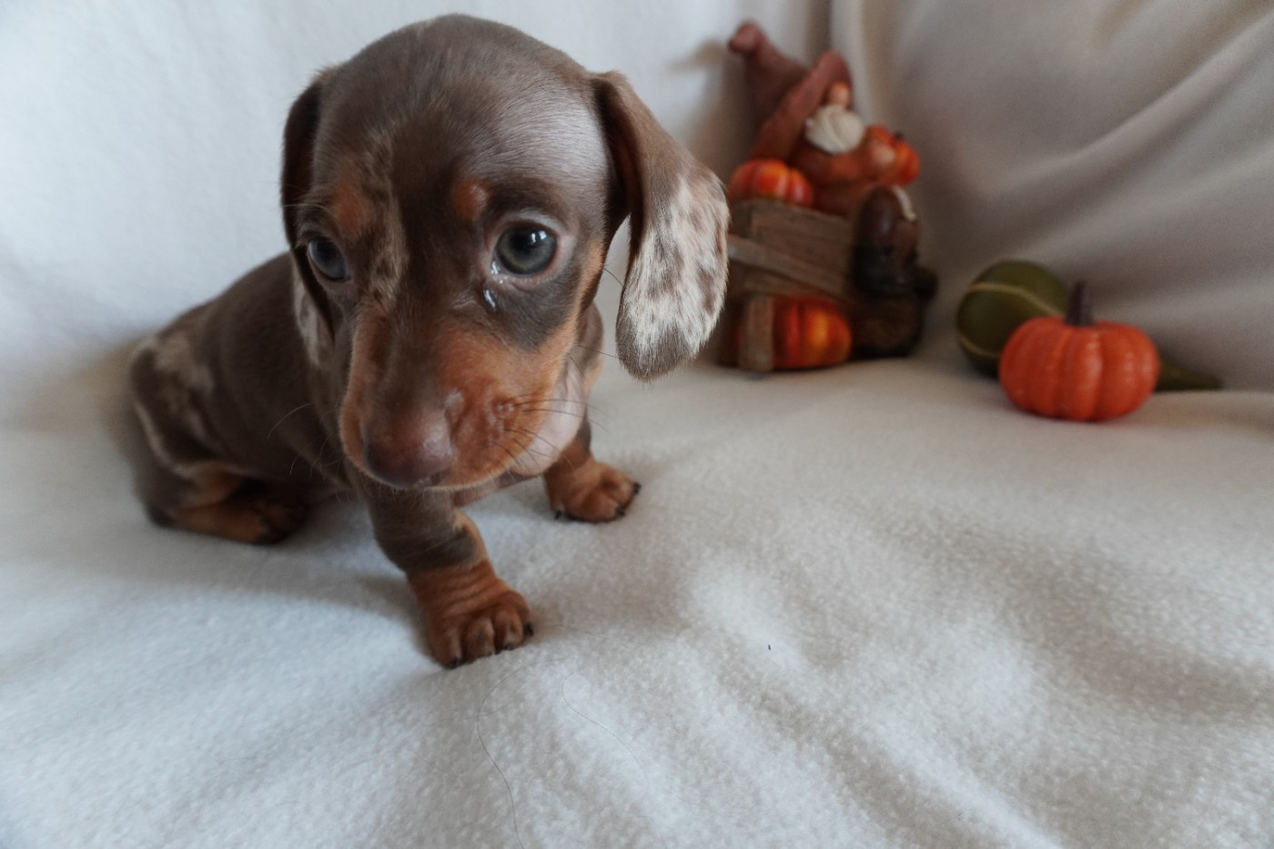 Des Joyaux De La Sambre - Chiots disponibles - Teckel poil ras