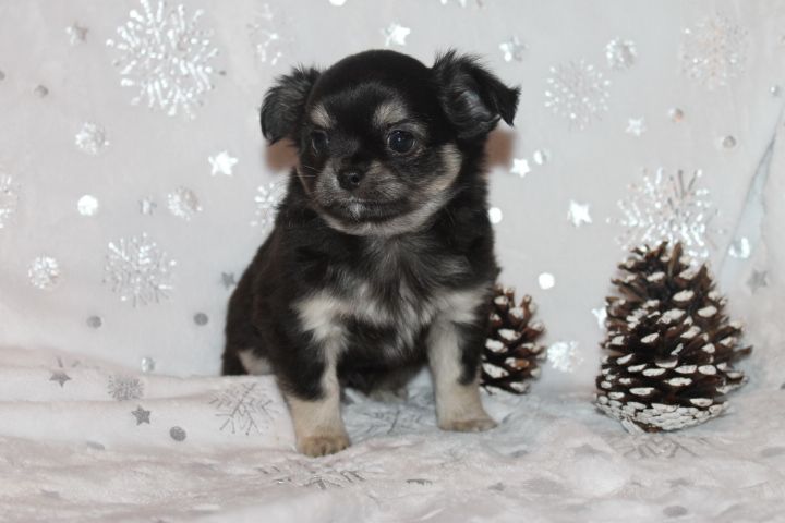 Des Joyaux De La Sambre - Chiots disponibles - Chihuahua