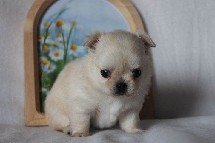 Des Joyaux De La Sambre - Chiots disponibles - Chihuahua