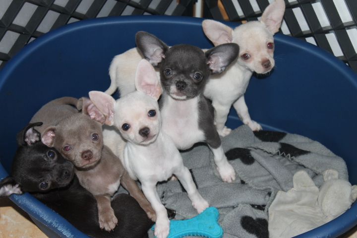 Chiot Chihuahua Des Joyaux De La Sambre