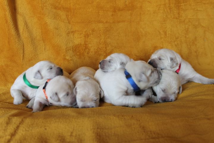 Des Joyaux De La Sambre - Golden Retriever - Portée née le 04/08/2025