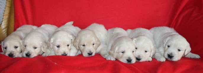 Des Joyaux De La Sambre - Golden Retriever - Portée née le 28/10/2025