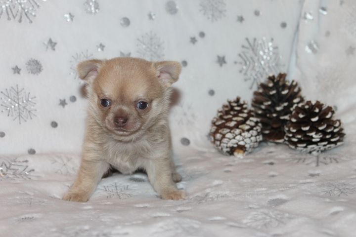 Des Joyaux De La Sambre - Chiots disponibles - Chihuahua