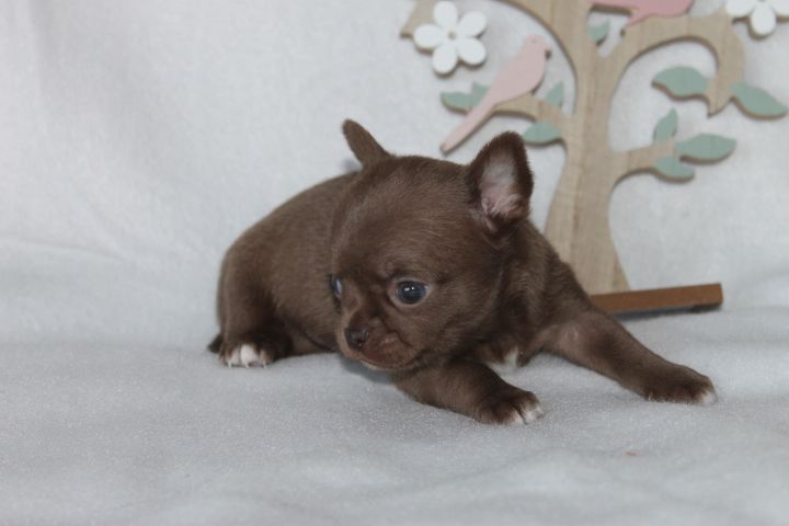 Des Joyaux De La Sambre - Chiots disponibles - Chihuahua