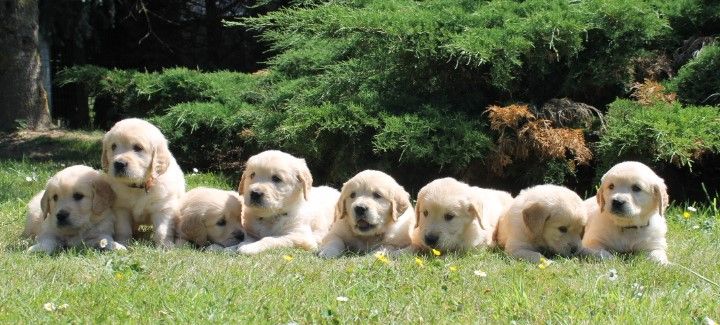 Chiot Golden Retriever Des Joyaux De La Sambre
