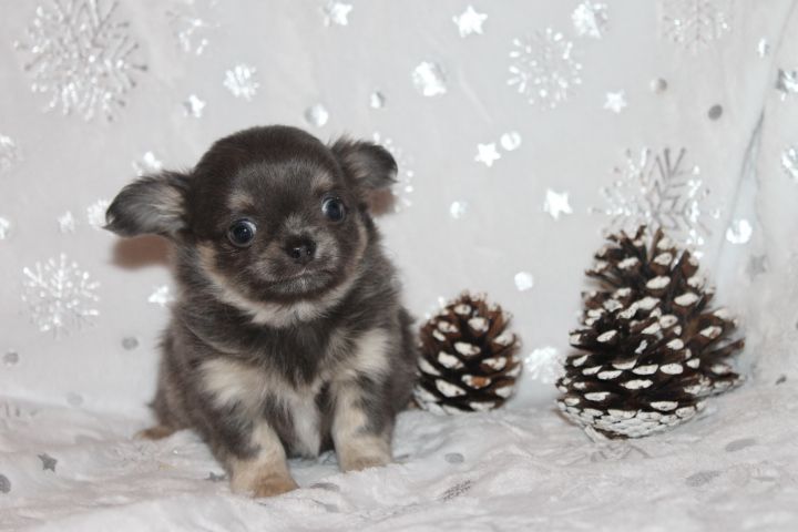 Des Joyaux De La Sambre - Chiots disponibles - Chihuahua