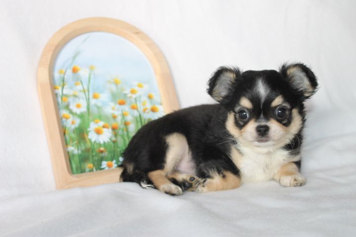 Des Joyaux De La Sambre - Chiots disponibles - Chihuahua