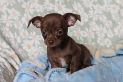Chiot N°1
