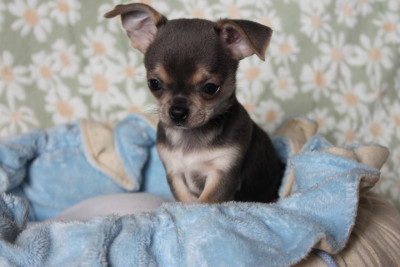 Chiot N°3
