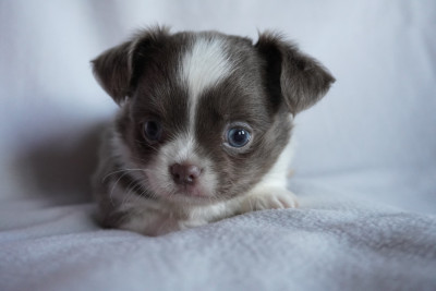 Chiot N°1