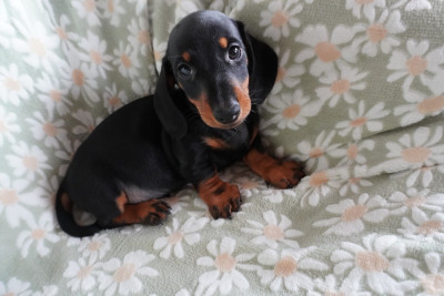 Chiot