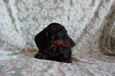 Chiot N°6