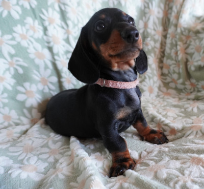 Chiot N°4