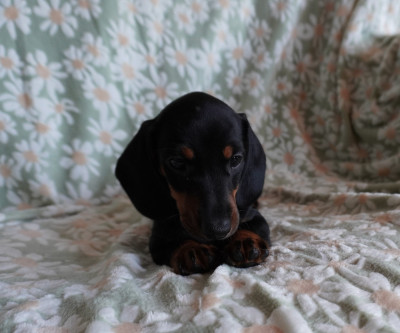 Chiot N°5