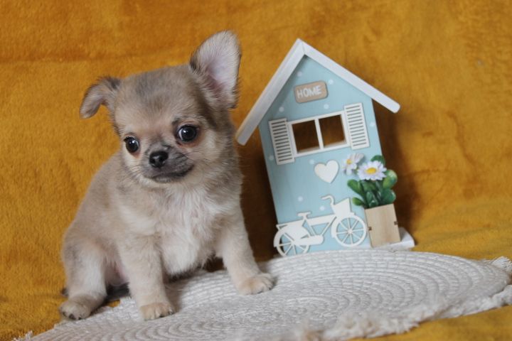 Des Joyaux De La Sambre - Chiots disponibles - Chihuahua