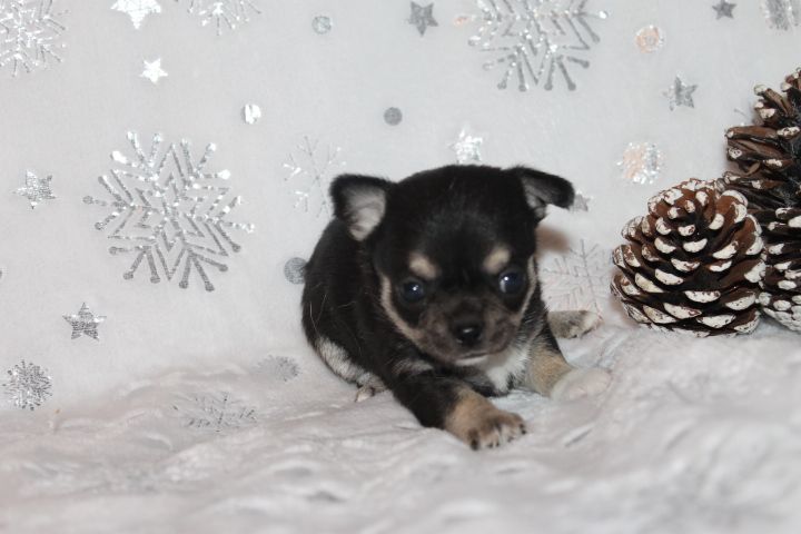 Des Joyaux De La Sambre - Chiots disponibles - Chihuahua