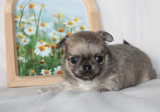 Des Joyaux De La Sambre - Chiots disponibles - Chihuahua