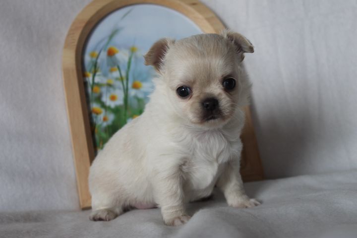 Des Joyaux De La Sambre - Chiots disponibles - Chihuahua