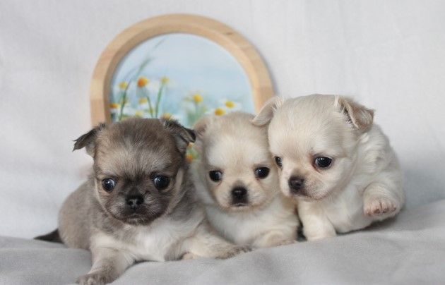 Chiot Chihuahua Des Joyaux De La Sambre