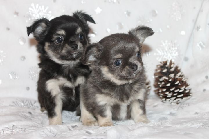 Chiot Chihuahua Des Joyaux De La Sambre