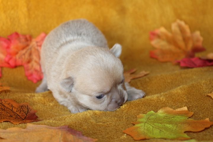 Des Joyaux De La Sambre - Chiots disponibles - Chihuahua