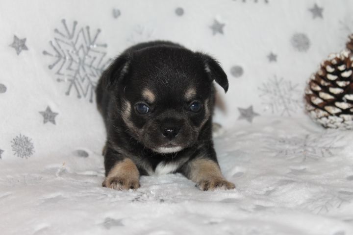 Des Joyaux De La Sambre - Chiots disponibles - Chihuahua