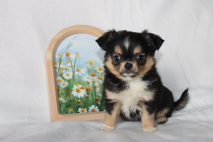Des Joyaux De La Sambre - Chiots disponibles - Chihuahua