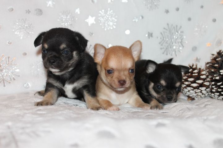 Chiot Chihuahua Des Joyaux De La Sambre